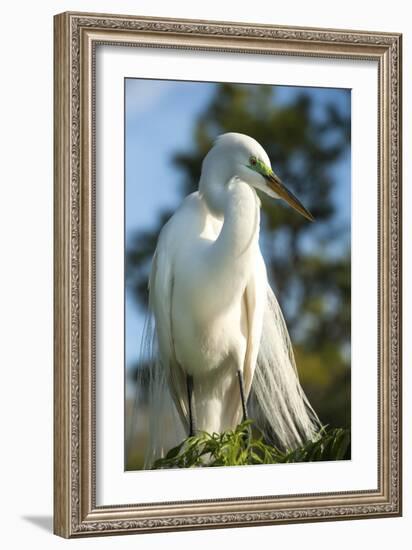 USA, Florida, Orlando, Great Egret, Gatorland-Lisa S. Engelbrecht-Framed Photographic Print