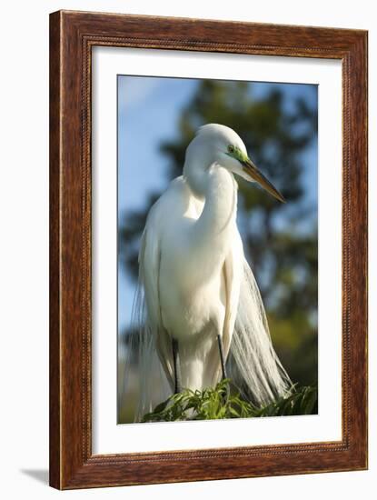 USA, Florida, Orlando, Great Egret, Gatorland-Lisa S. Engelbrecht-Framed Photographic Print