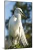 USA, Florida, Orlando, Great Egret, Gatorland-Lisa S. Engelbrecht-Mounted Photographic Print