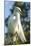 USA, Florida, Orlando, Great Egret, Gatorland-Lisa S. Engelbrecht-Mounted Photographic Print