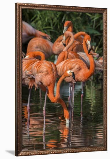 USA, Florida, Orlando. Pink Flamingos at Gatorland.-Jim Engelbrecht-Framed Photographic Print