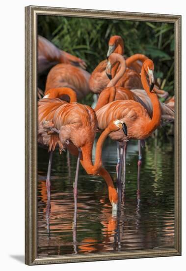 USA, Florida, Orlando. Pink Flamingos at Gatorland.-Jim Engelbrecht-Framed Photographic Print