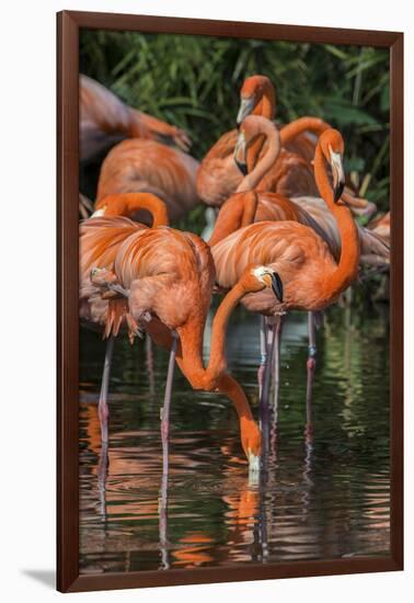 USA, Florida, Orlando. Pink Flamingos at Gatorland.-Jim Engelbrecht-Framed Photographic Print