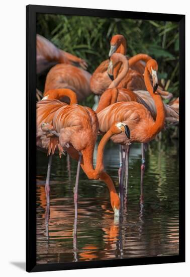 USA, Florida, Orlando. Pink Flamingos at Gatorland.-Jim Engelbrecht-Framed Photographic Print