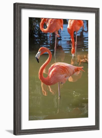 USA, Florida, Orlando. Pink Flamingos at Gatorland.-Lisa S^ Engelbrecht-Framed Photographic Print