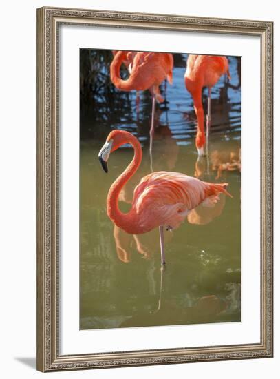 USA, Florida, Orlando. Pink Flamingos at Gatorland.-Lisa S^ Engelbrecht-Framed Photographic Print