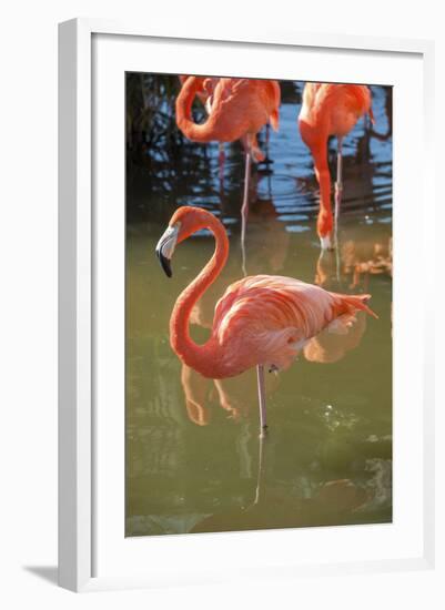 USA, Florida, Orlando. Pink Flamingos at Gatorland.-Lisa S^ Engelbrecht-Framed Photographic Print