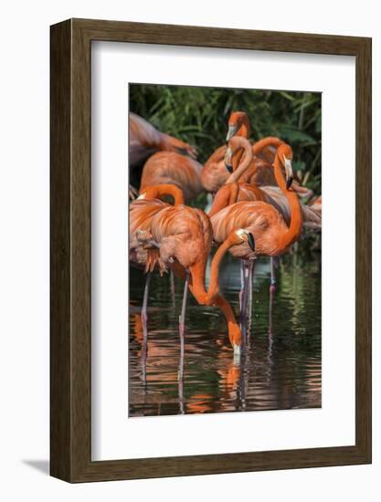 USA, Florida, Orlando. Pink Flamingos at Gatorland.-Jim Engelbrecht-Framed Photographic Print