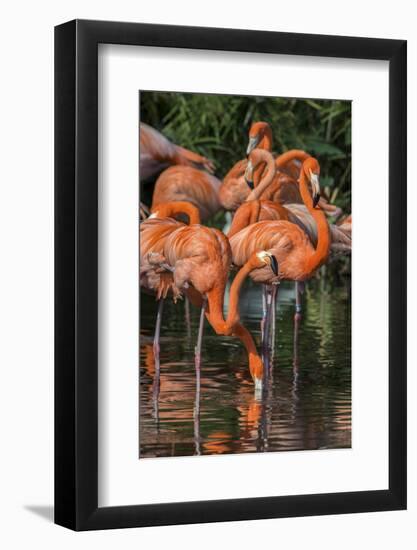 USA, Florida, Orlando. Pink Flamingos at Gatorland.-Jim Engelbrecht-Framed Photographic Print