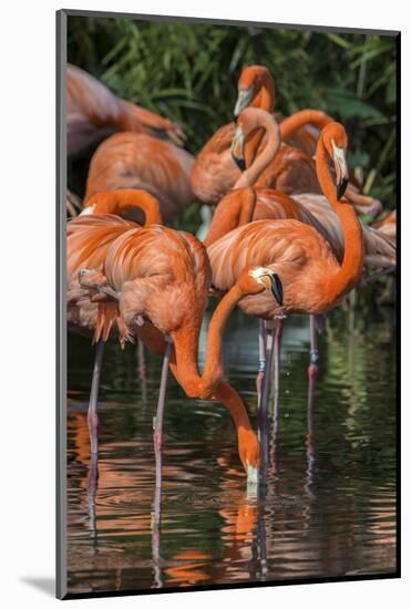 USA, Florida, Orlando. Pink Flamingos at Gatorland.-Jim Engelbrecht-Mounted Photographic Print