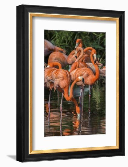 USA, Florida, Orlando. Pink Flamingos at Gatorland.-Jim Engelbrecht-Framed Photographic Print