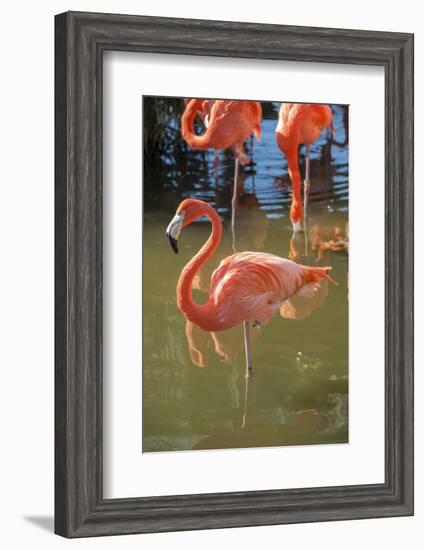 USA, Florida, Orlando. Pink Flamingos at Gatorland.-Lisa S^ Engelbrecht-Framed Photographic Print