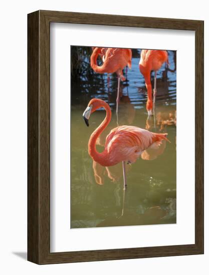 USA, Florida, Orlando. Pink Flamingos at Gatorland.-Lisa S^ Engelbrecht-Framed Photographic Print