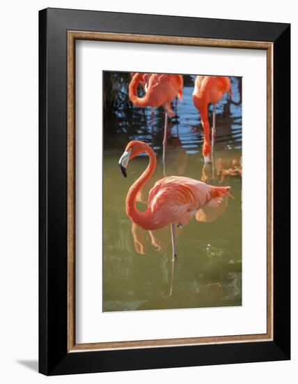 USA, Florida, Orlando. Pink Flamingos at Gatorland.-Lisa S^ Engelbrecht-Framed Photographic Print