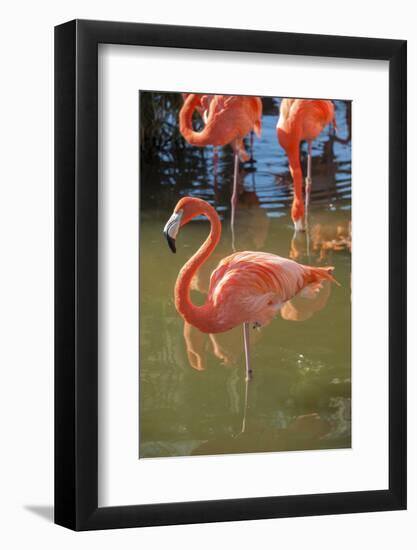 USA, Florida, Orlando. Pink Flamingos at Gatorland.-Lisa S^ Engelbrecht-Framed Photographic Print