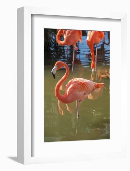 USA, Florida, Orlando. Pink Flamingos at Gatorland.-Lisa S^ Engelbrecht-Framed Photographic Print