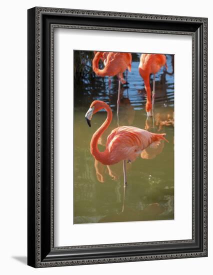 USA, Florida, Orlando. Pink Flamingos at Gatorland.-Lisa S^ Engelbrecht-Framed Photographic Print