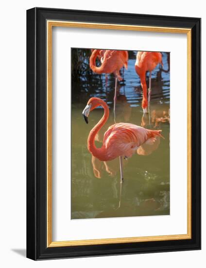 USA, Florida, Orlando. Pink Flamingos at Gatorland.-Lisa S^ Engelbrecht-Framed Photographic Print