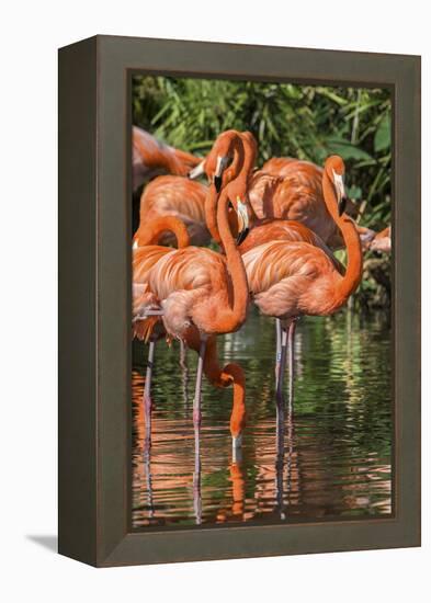 USA, Florida, Orlando, Pink Flamingos, Gatorland-Jim Engelbrecht-Framed Premier Image Canvas