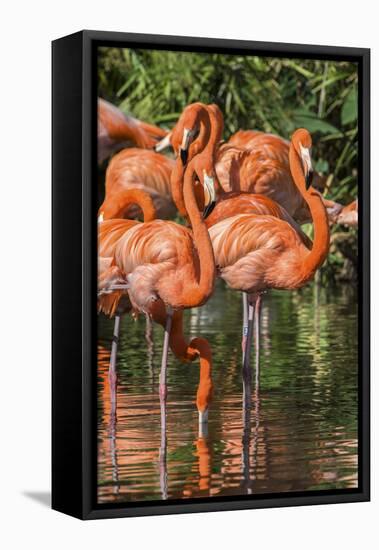 USA, Florida, Orlando, Pink Flamingos, Gatorland-Jim Engelbrecht-Framed Premier Image Canvas