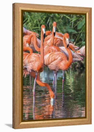 USA, Florida, Orlando, Pink Flamingos, Gatorland-Jim Engelbrecht-Framed Premier Image Canvas