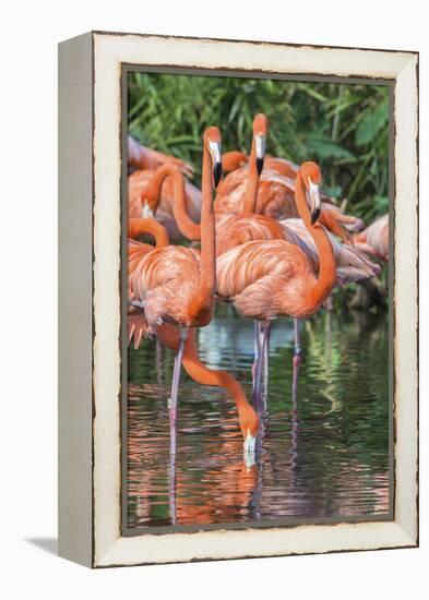 USA, Florida, Orlando, Pink Flamingos, Gatorland-Jim Engelbrecht-Framed Premier Image Canvas