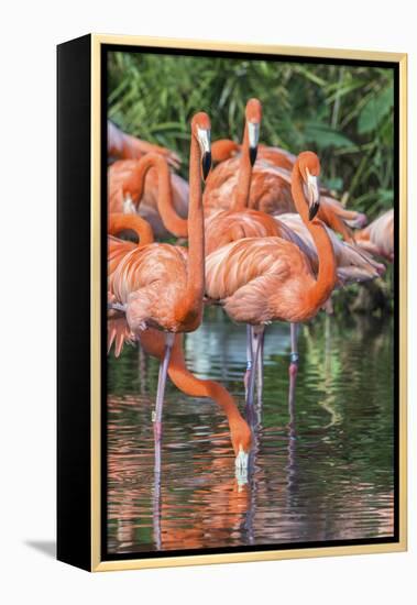 USA, Florida, Orlando, Pink Flamingos, Gatorland-Jim Engelbrecht-Framed Premier Image Canvas