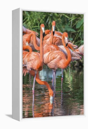 USA, Florida, Orlando, Pink Flamingos, Gatorland-Jim Engelbrecht-Framed Premier Image Canvas