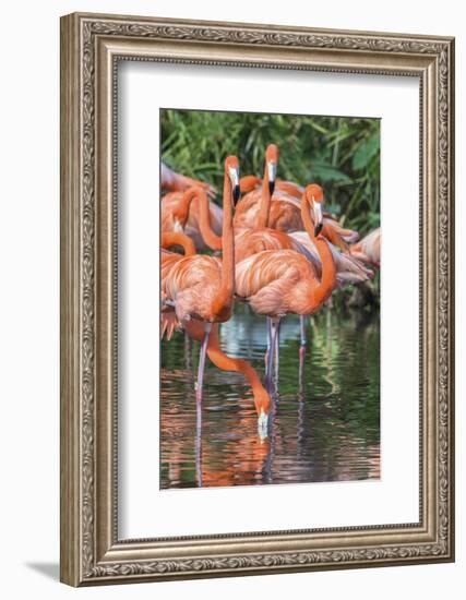 USA, Florida, Orlando, Pink Flamingos, Gatorland-Jim Engelbrecht-Framed Photographic Print