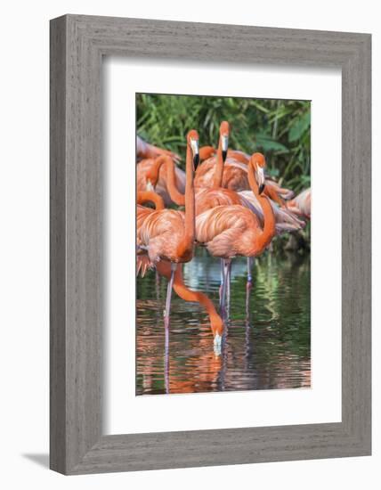 USA, Florida, Orlando, Pink Flamingos, Gatorland-Jim Engelbrecht-Framed Photographic Print