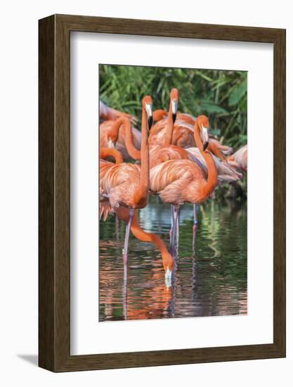 USA, Florida, Orlando, Pink Flamingos, Gatorland-Jim Engelbrecht-Framed Photographic Print