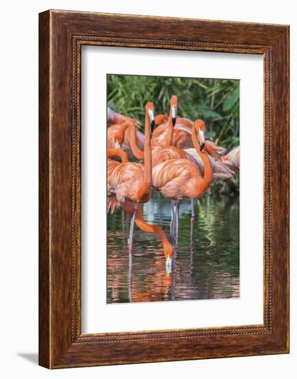 USA, Florida, Orlando, Pink Flamingos, Gatorland-Jim Engelbrecht-Framed Photographic Print