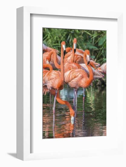 USA, Florida, Orlando, Pink Flamingos, Gatorland-Jim Engelbrecht-Framed Photographic Print