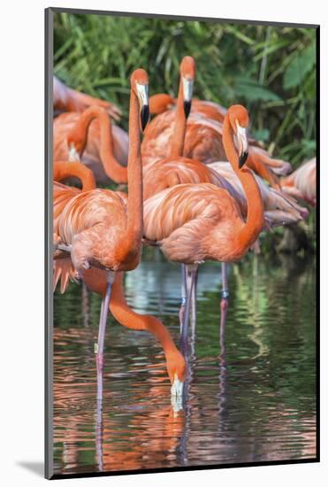 USA, Florida, Orlando, Pink Flamingos, Gatorland-Jim Engelbrecht-Mounted Photographic Print