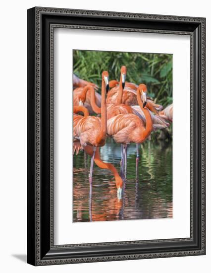 USA, Florida, Orlando, Pink Flamingos, Gatorland-Jim Engelbrecht-Framed Photographic Print