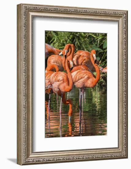 USA, Florida, Orlando, Pink Flamingos, Gatorland-Jim Engelbrecht-Framed Photographic Print