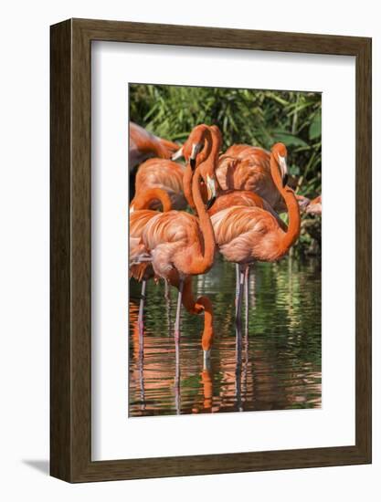 USA, Florida, Orlando, Pink Flamingos, Gatorland-Jim Engelbrecht-Framed Photographic Print