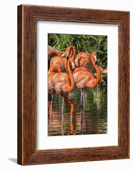 USA, Florida, Orlando, Pink Flamingos, Gatorland-Jim Engelbrecht-Framed Photographic Print