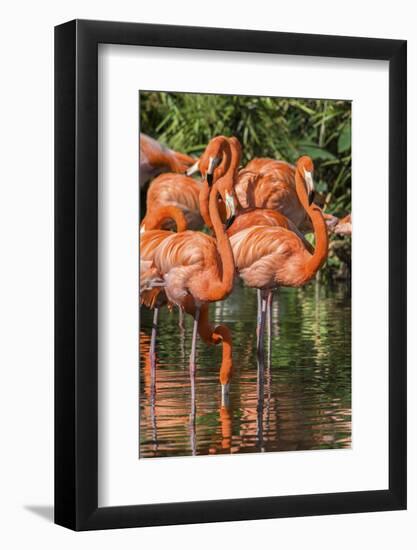 USA, Florida, Orlando, Pink Flamingos, Gatorland-Jim Engelbrecht-Framed Photographic Print