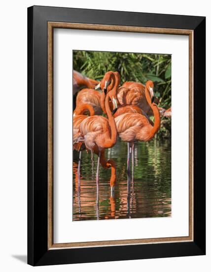 USA, Florida, Orlando, Pink Flamingos, Gatorland-Jim Engelbrecht-Framed Photographic Print