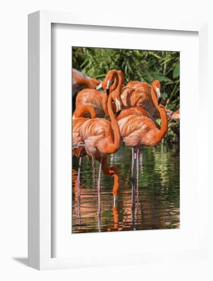 USA, Florida, Orlando, Pink Flamingos, Gatorland-Jim Engelbrecht-Framed Photographic Print