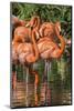 USA, Florida, Orlando, Pink Flamingos, Gatorland-Jim Engelbrecht-Mounted Photographic Print