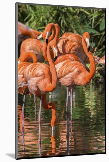 USA, Florida, Orlando, Pink Flamingos, Gatorland-Jim Engelbrecht-Mounted Photographic Print