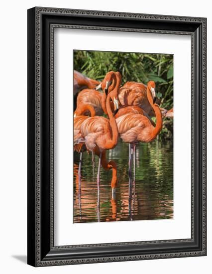 USA, Florida, Orlando, Pink Flamingos, Gatorland-Jim Engelbrecht-Framed Photographic Print