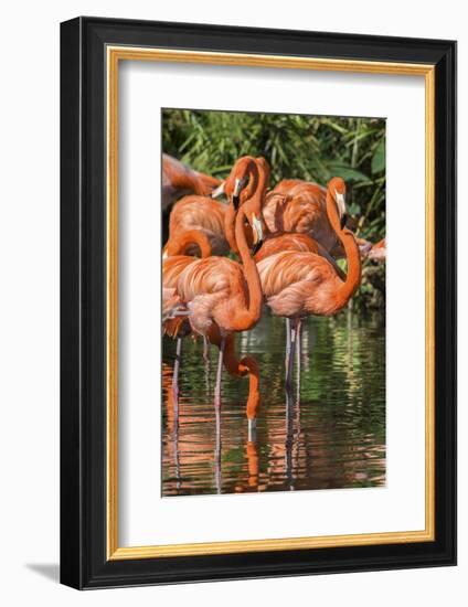 USA, Florida, Orlando, Pink Flamingos, Gatorland-Jim Engelbrecht-Framed Photographic Print