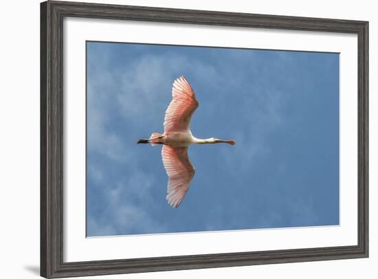 USA, Florida, Orlando, Roseate Spoonbill-Jim Engelbrecht-Framed Photographic Print