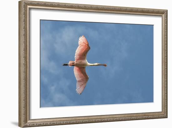 USA, Florida, Orlando, Roseate Spoonbill-Jim Engelbrecht-Framed Photographic Print