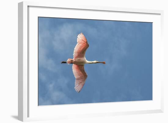 USA, Florida, Orlando, Roseate Spoonbill-Jim Engelbrecht-Framed Photographic Print