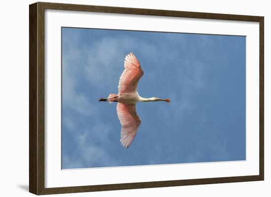 USA, Florida, Orlando, Roseate Spoonbill-Jim Engelbrecht-Framed Photographic Print