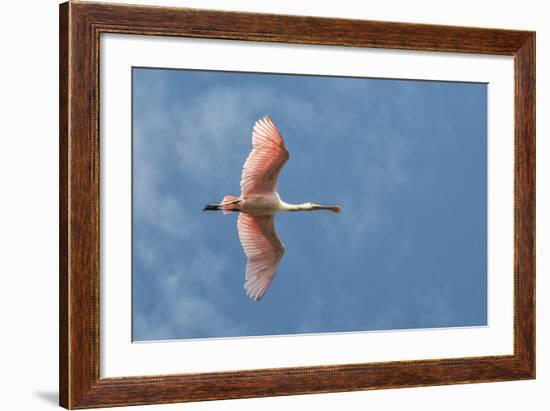 USA, Florida, Orlando, Roseate Spoonbill-Jim Engelbrecht-Framed Photographic Print